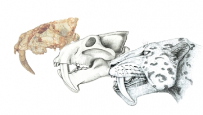 Investigant i dibuixant dinosaures